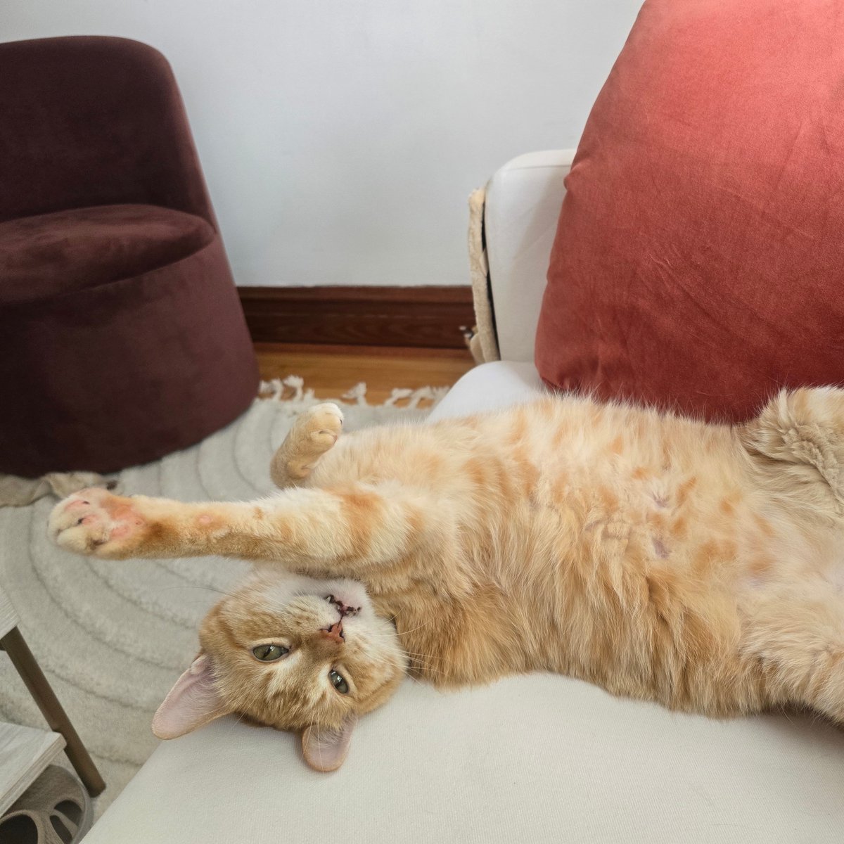 Tree House Humane Society tweet media