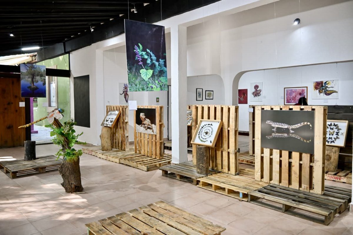 Daniel Altafi tweet media