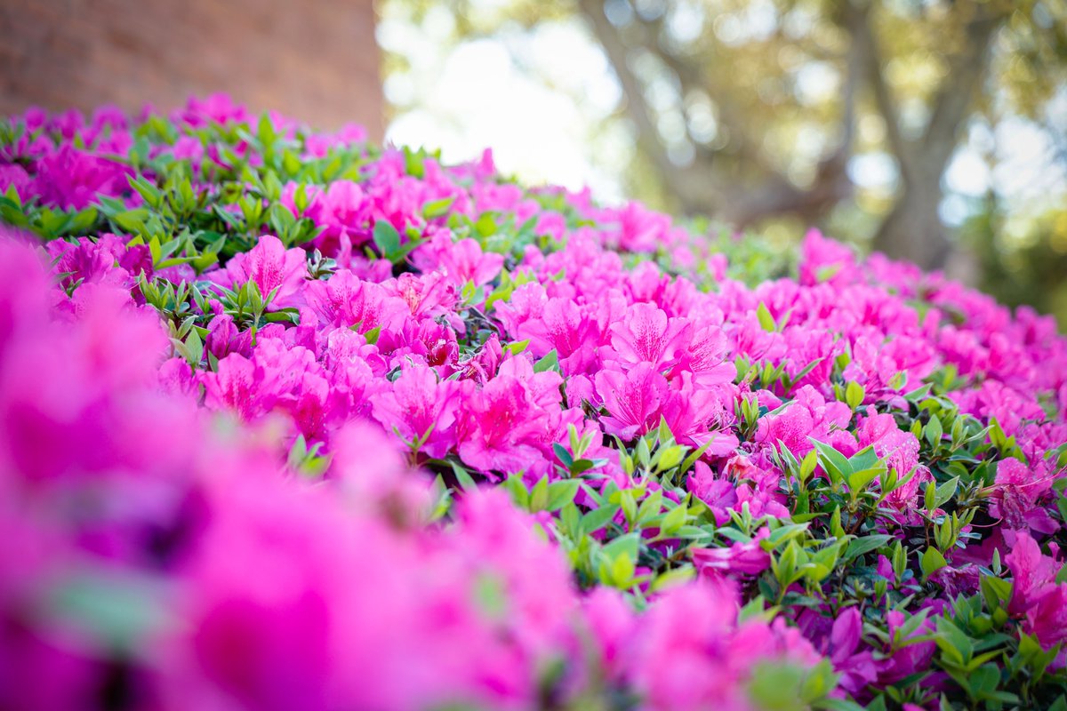 Alcorn State tweet media