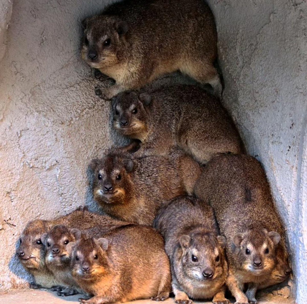 CatisticallySpeaking, Known Mimigamer tweet media