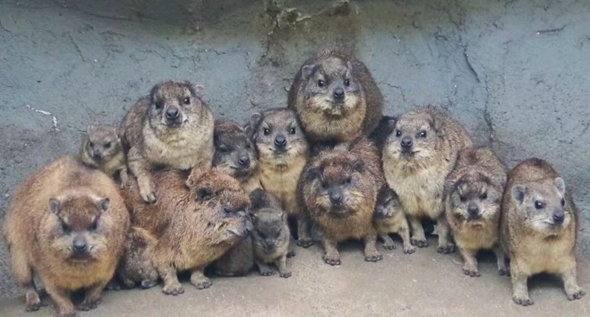 CatisticallySpeaking, Known Mimigamer tweet media