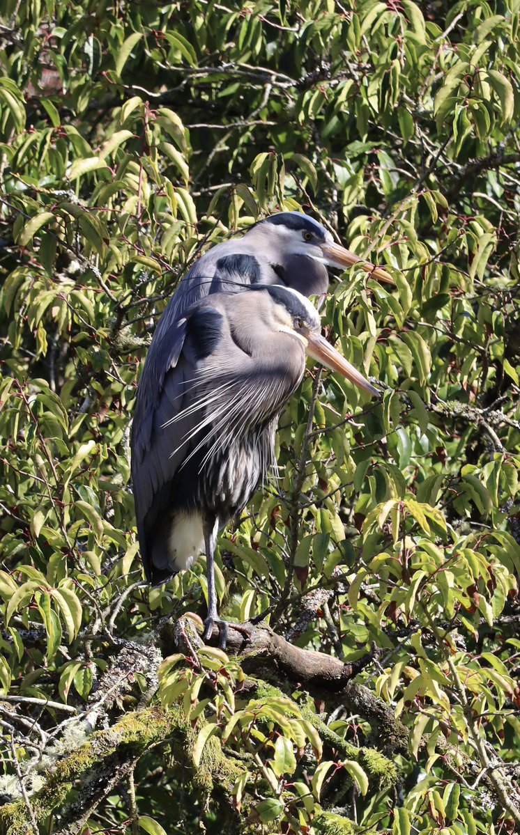 🇨🇦 Jean Paetkau 📕 tweet media