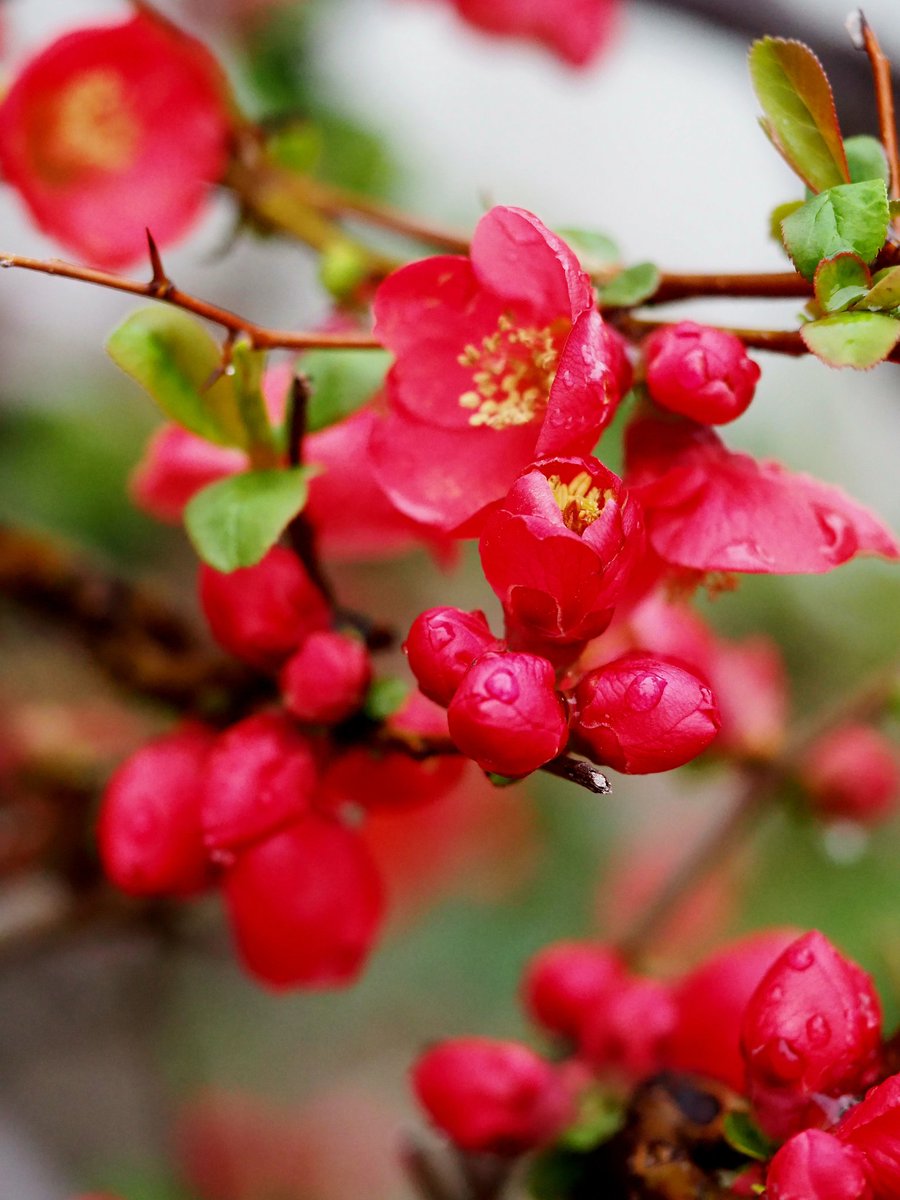 2026年3月21日
✽✽✽

#花写真【木瓜の花】
#花言葉…〈先駆者〉
#TLを花でいっぱいにしよう

✽✽✽