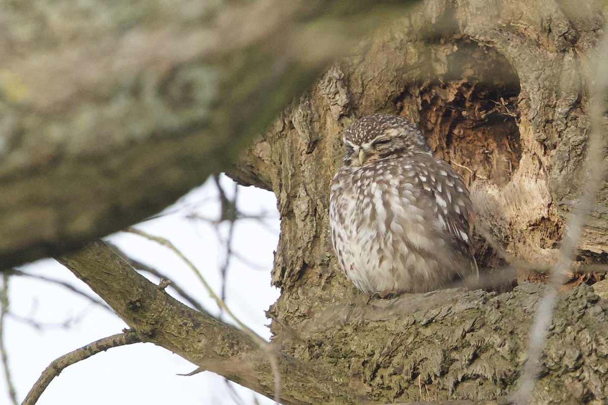 David Hateley tweet media