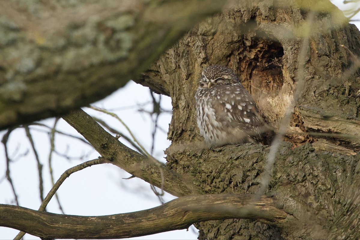 David Hateley tweet media