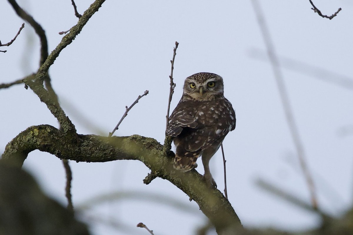 David Hateley tweet media