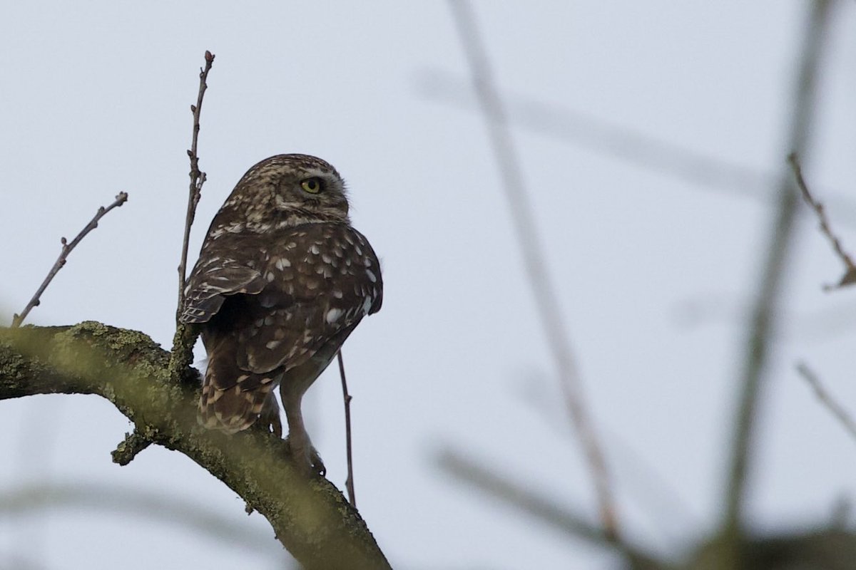 David Hateley tweet media