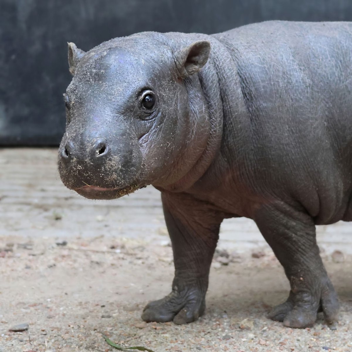 Dip Wheeler tweet media