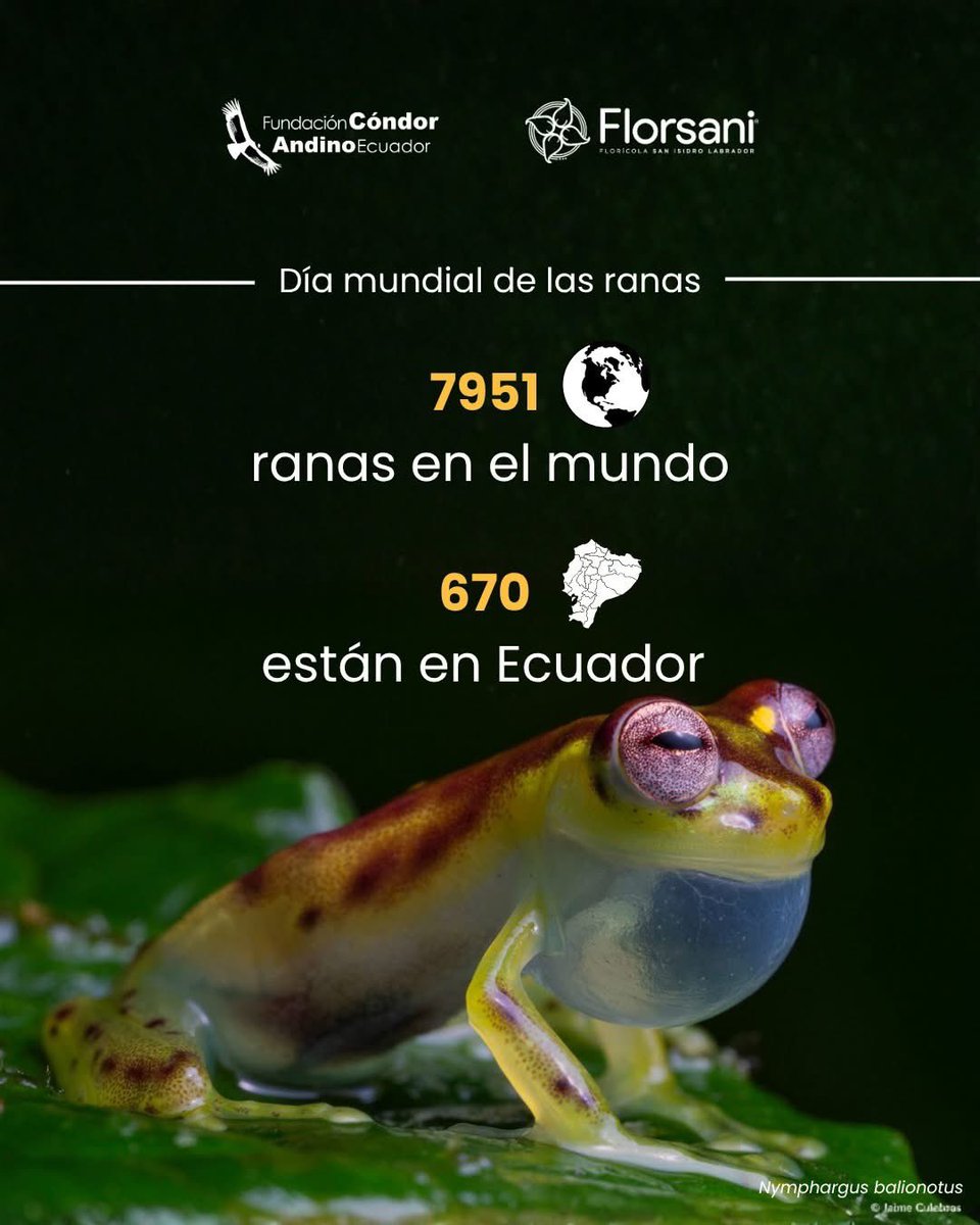 Fundación Cóndor Andino Ecuador tweet media