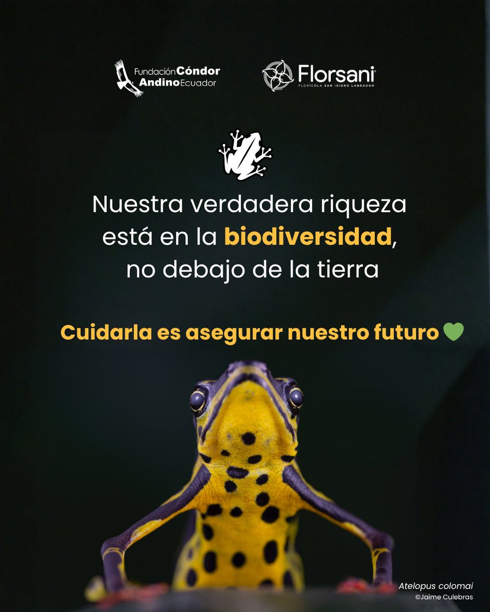 Fundación Cóndor Andino Ecuador tweet media