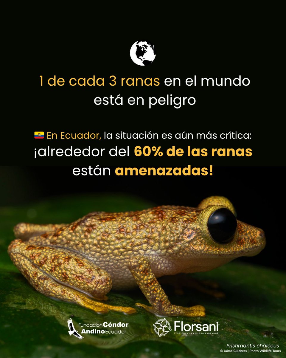 Fundación Cóndor Andino Ecuador tweet media