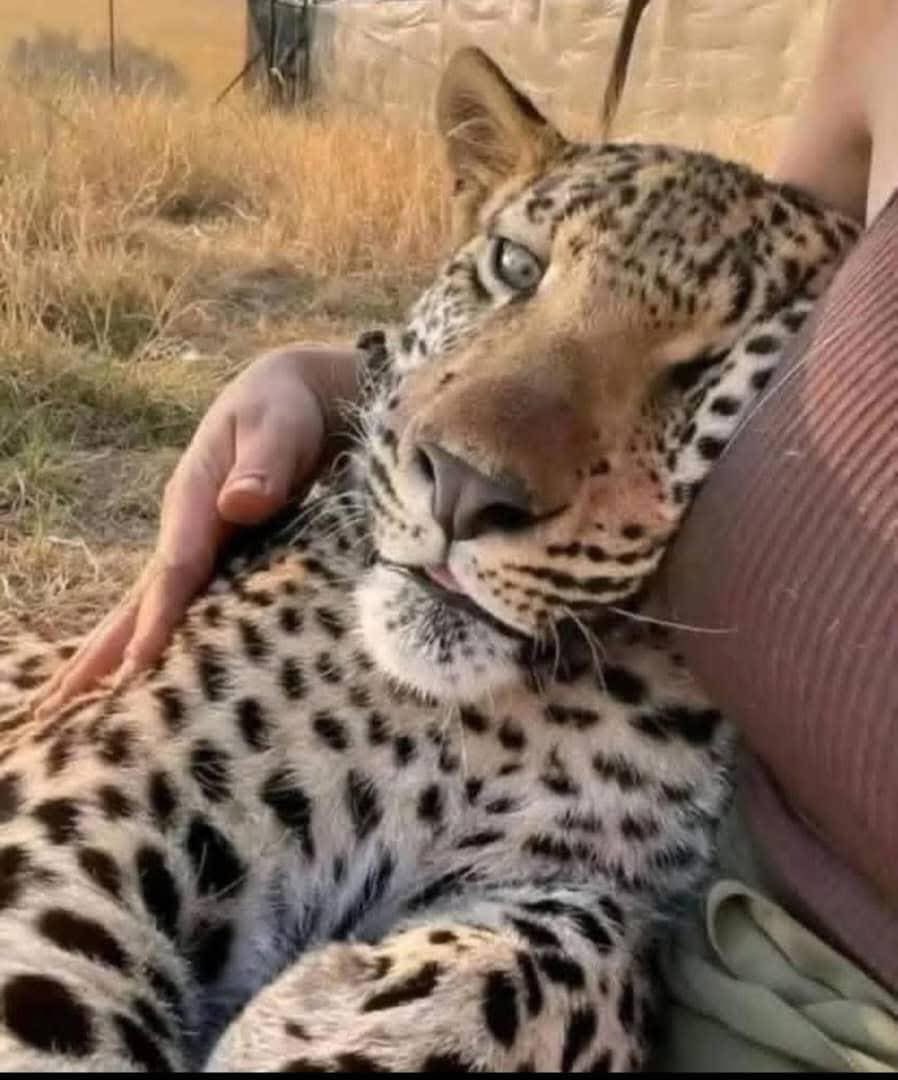 Pula 982 tweet media