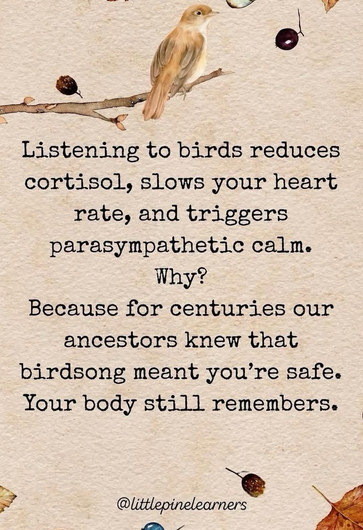 #morning #safe #birds #calm