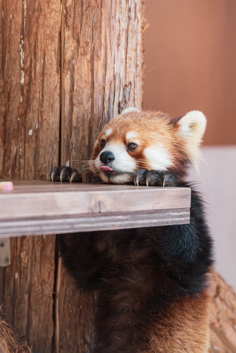 るん🐾 tweet media