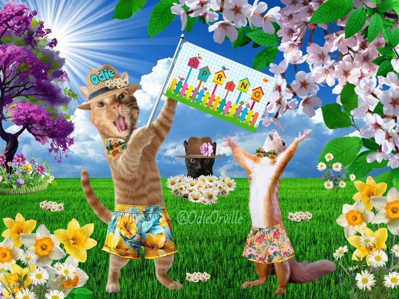 THE Odie Bob Orville 😺 tweet media