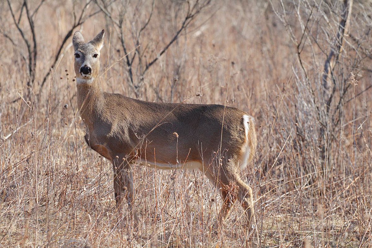 EricTheCat 🇺🇸 tweet media