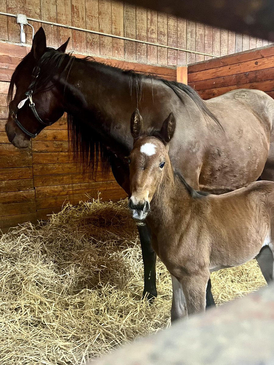 Adrienne Hall tweet media