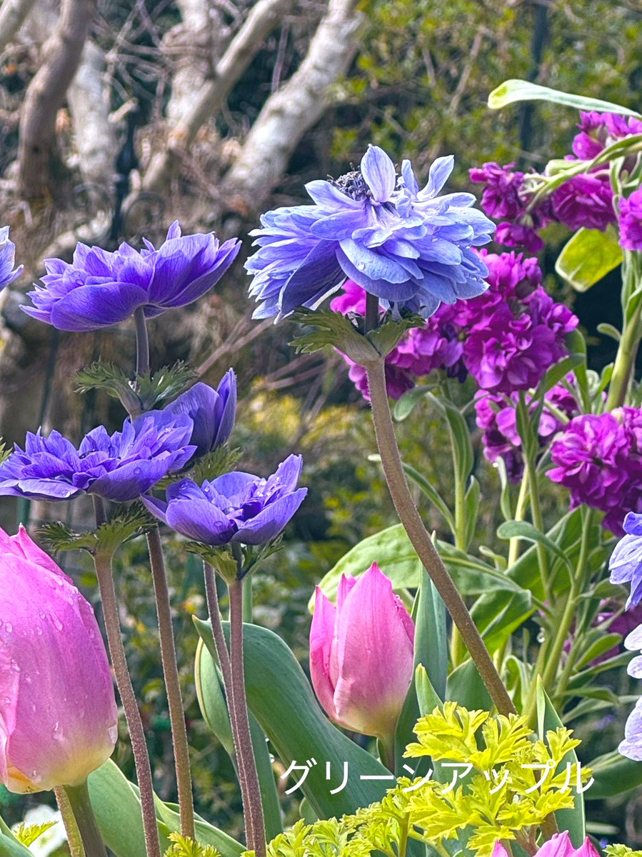 グリーンアップルଘ(੭*ˊᵕˋ)੭* ੈ♡‧₊˚ tweet media