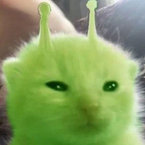 Punch Cat tweet media