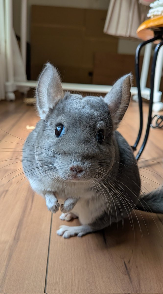 なにか？🐭

＃チンチラ