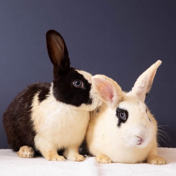 House Rabbit Society tweet media