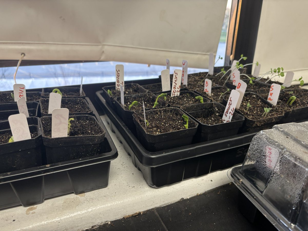 Western High School tweet media