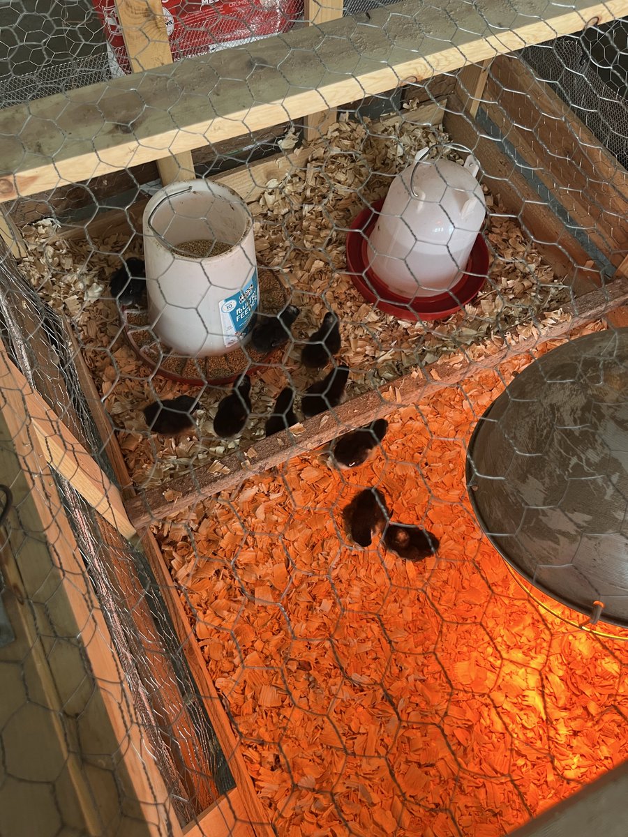 Drunkeneaglefarms tweet media