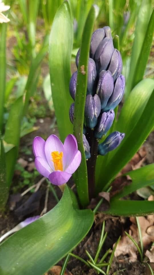 Qader Shafiq قادر شفيق Кадер Шафик tweet media