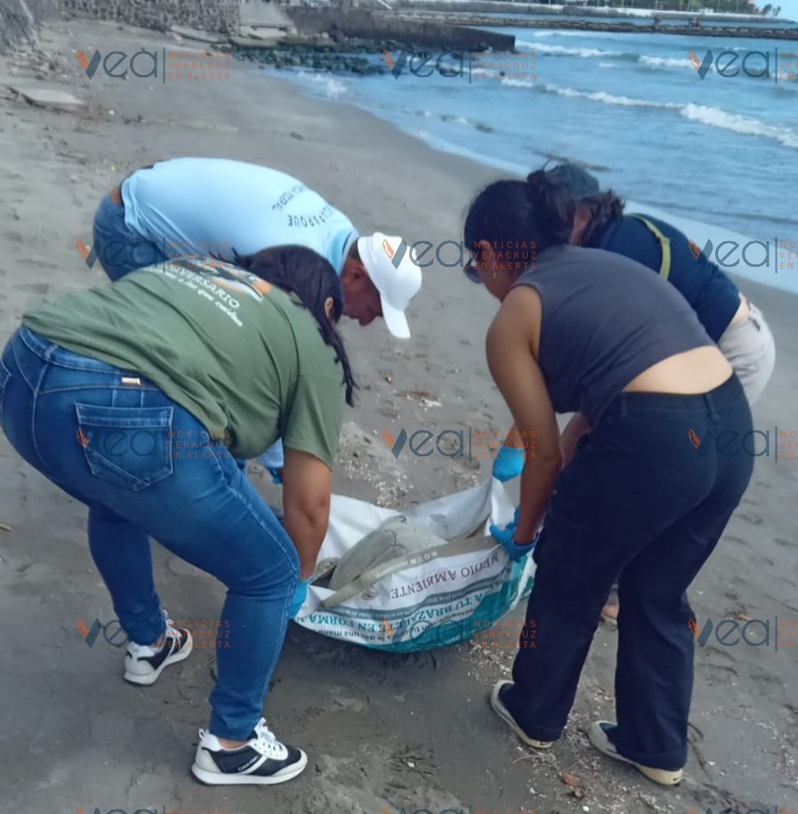 Veracruz En Alerta tweet media