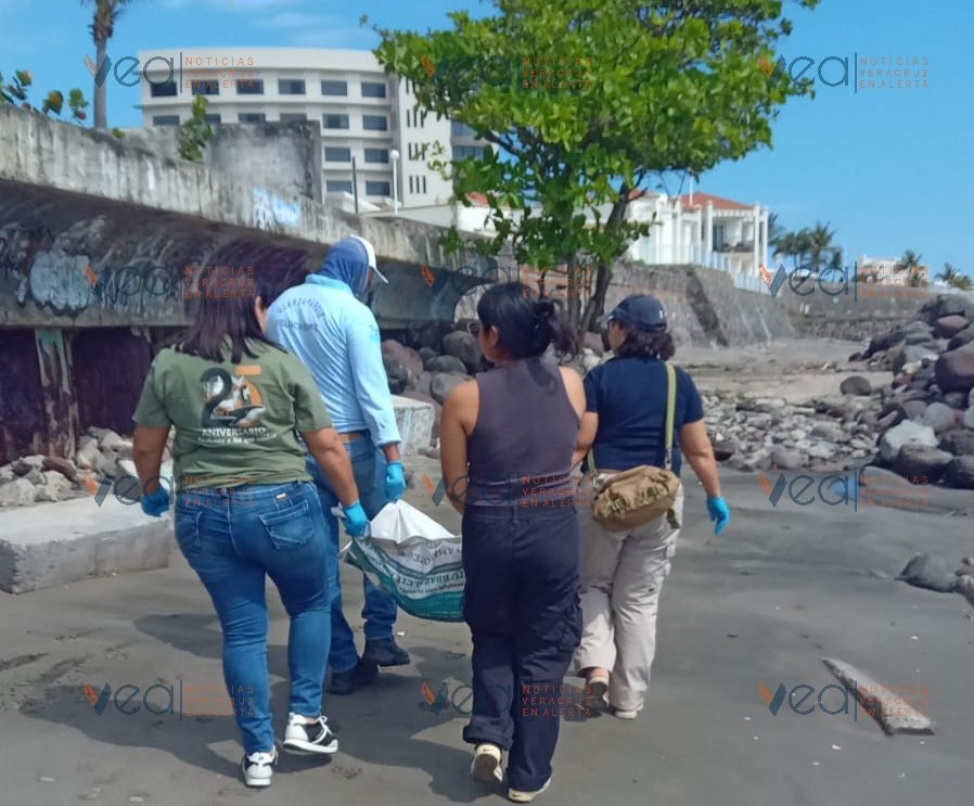 Veracruz En Alerta tweet media