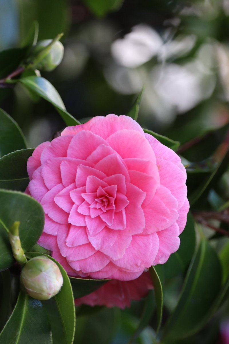 🇨🇦 Jean Paetkau 📕 tweet media