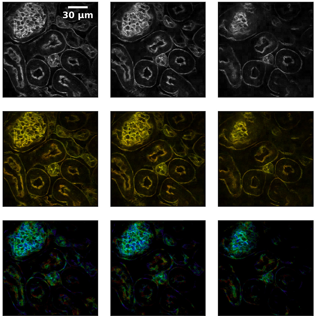 OpticaPubsGroup's tweet photo. An Editors' Pick via #OPG_OpEx: Computational 3D multispectral fluorescence lifetime microscopy https://t.co/91aulmfgLu #FluorescenceMicroscopy #SpatialResolution @polimi https://t.co/WZR6N57wCZ