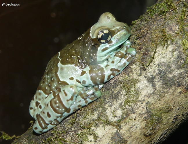 Leolupus's tweet photo. Today is #WorldFrogDay. This is one of my favourite frog species, the Amazon milk frog (Trachycephalus resinifictrix). https://t.co/iIxSZX1wpQ