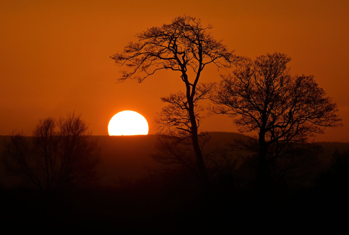 Carl Bovis tweet media