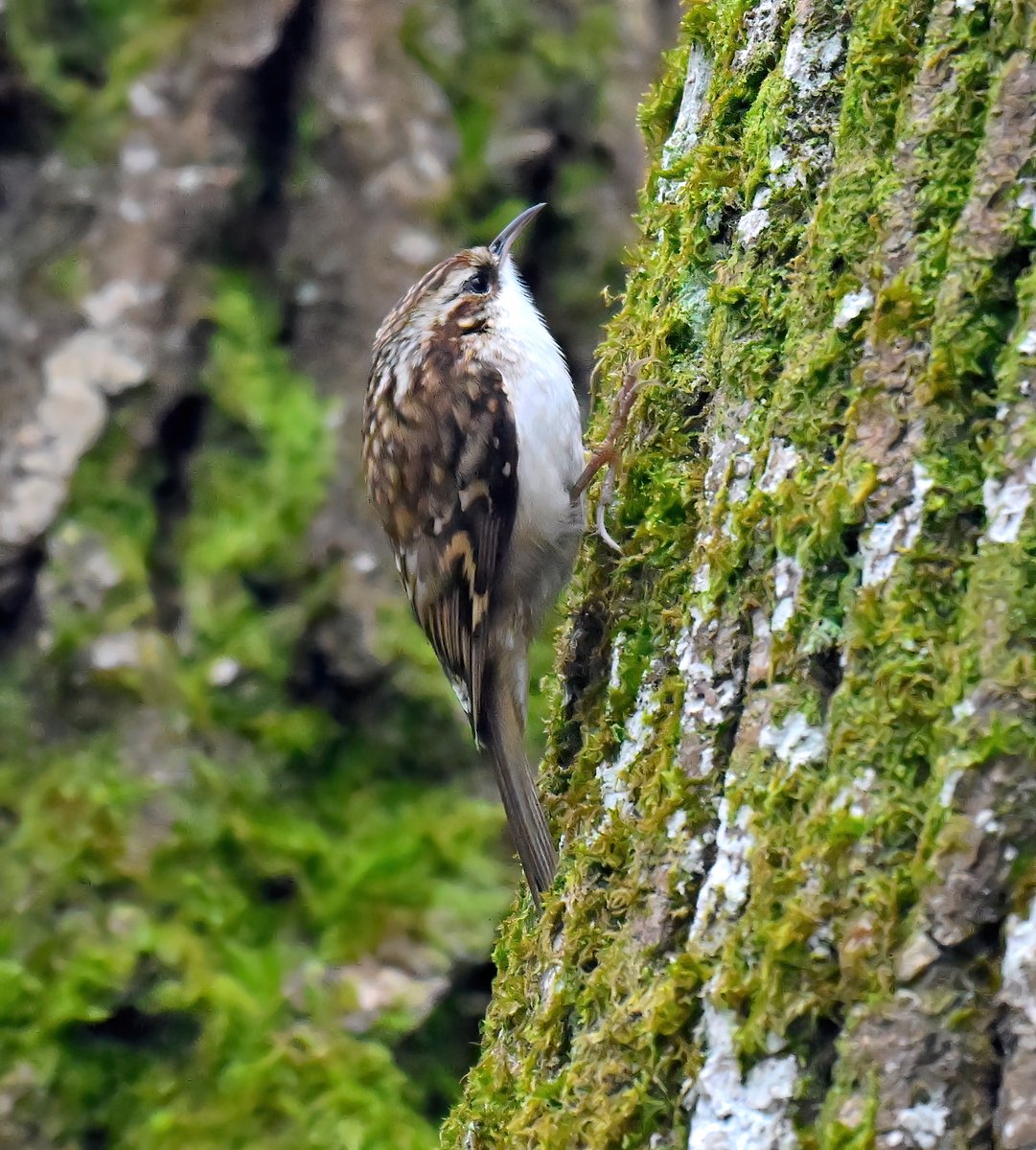 Carl Bovis tweet media