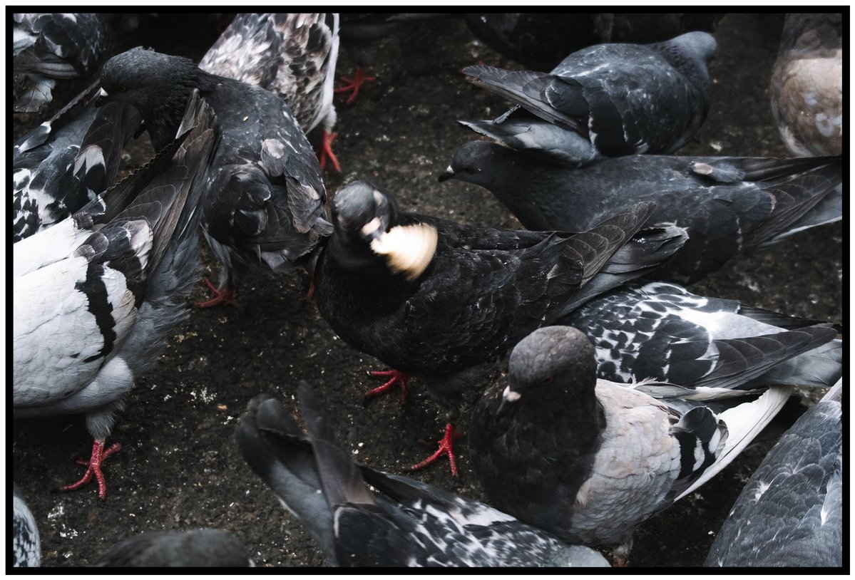 robotbackwards tweet media