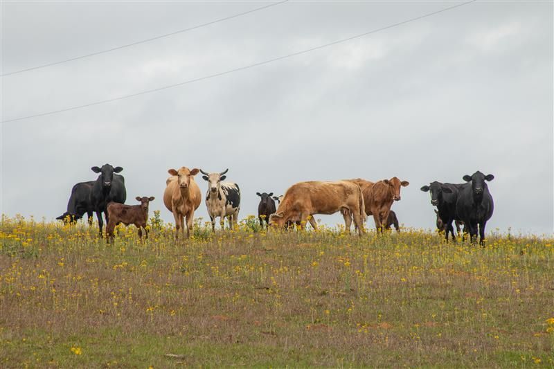 Texas Water Resources Institute tweet media