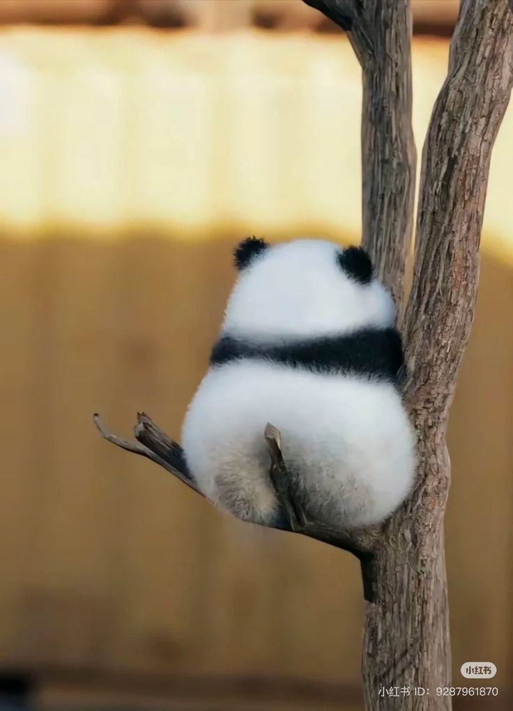 only cute things tweet media