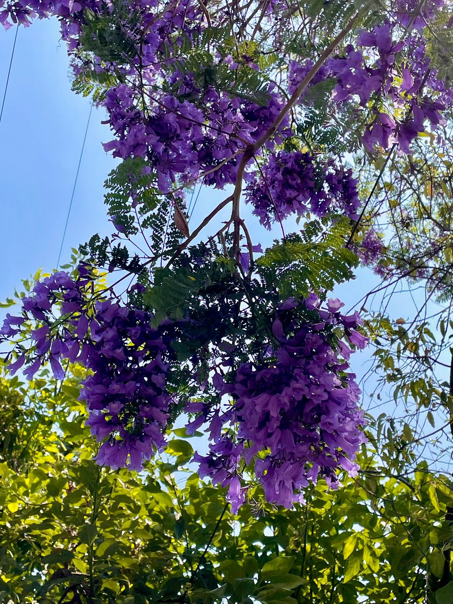 Ivette Arellano 🧘🏼‍♀️ tweet media