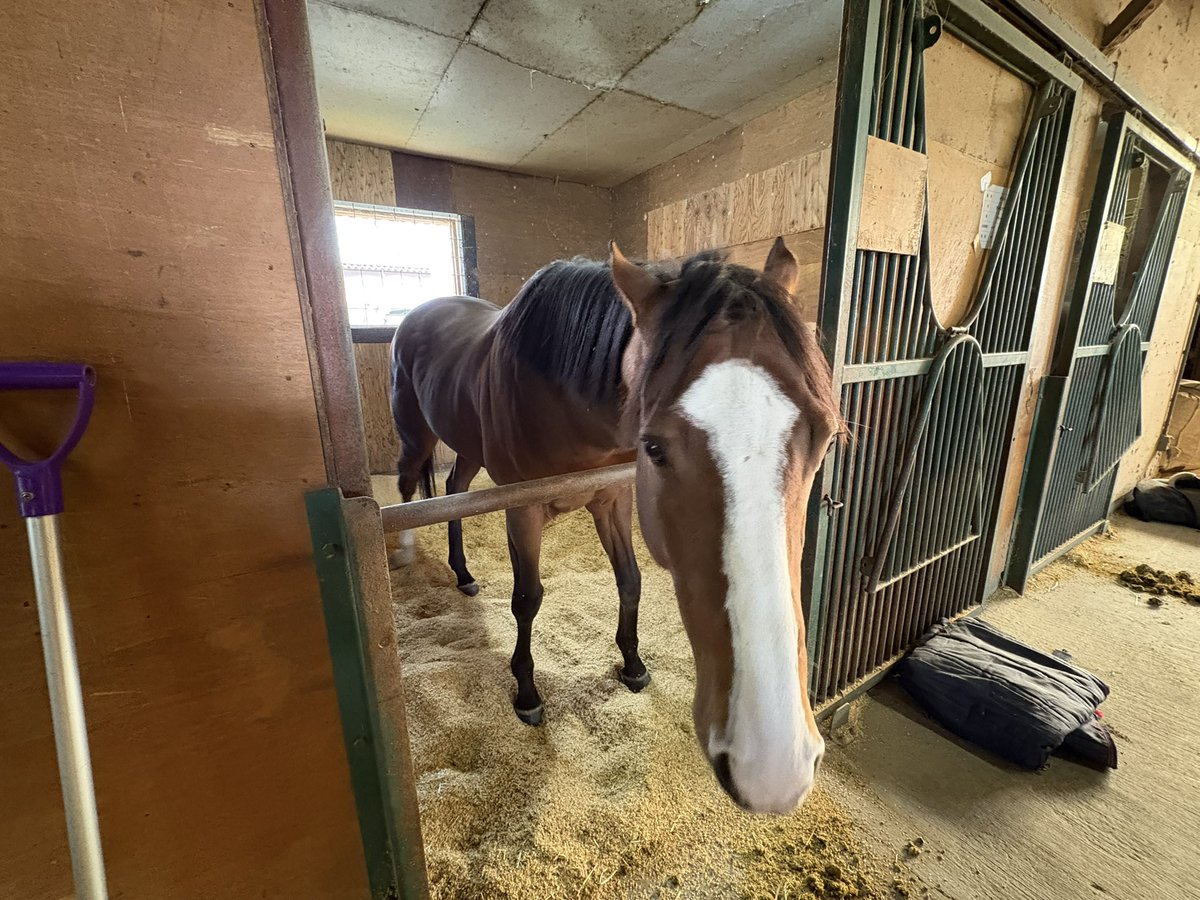 RYOMAステーブル tweet media