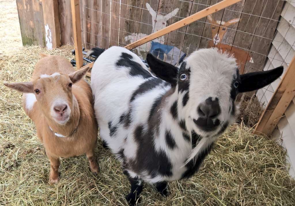 🐐Winston🌈Thatcher🌈Domino, Walnut, Jasper🐐 tweet media