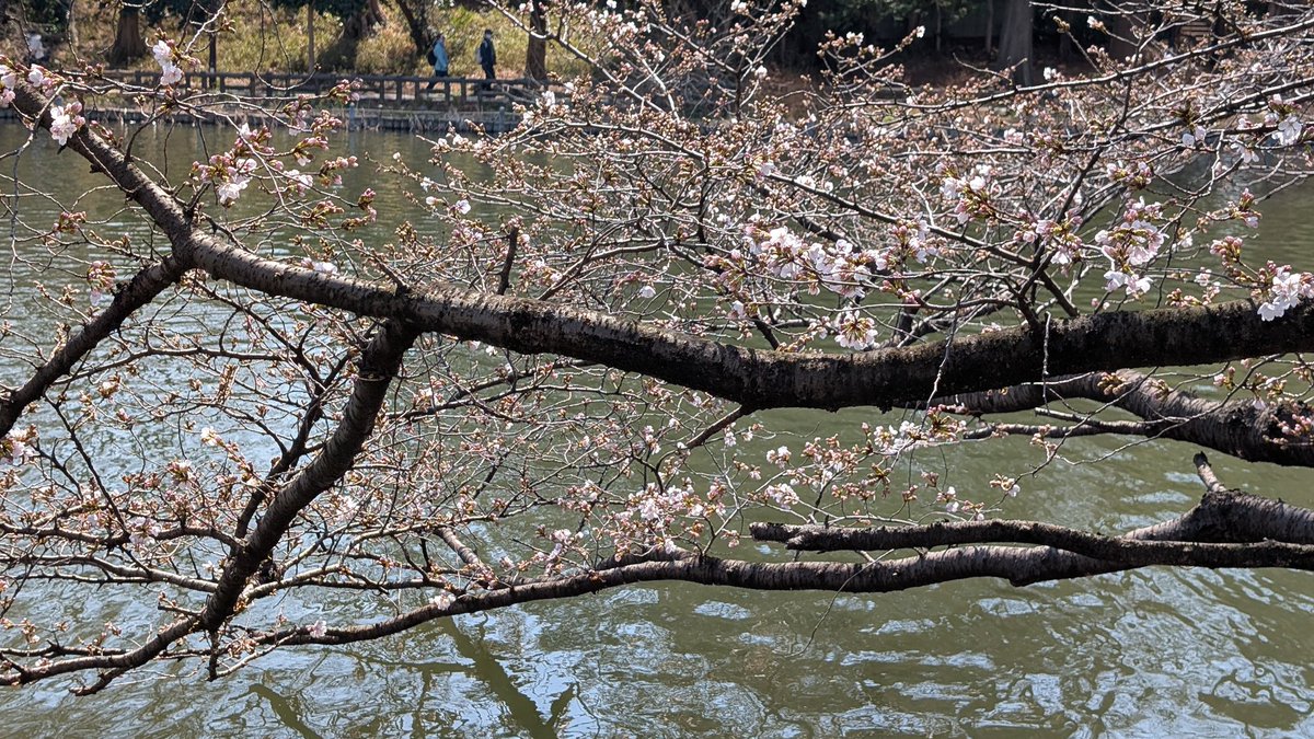 Nori (大内範行) tweet media