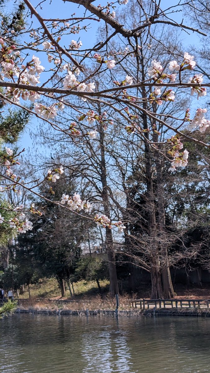 Nori (大内範行) tweet media