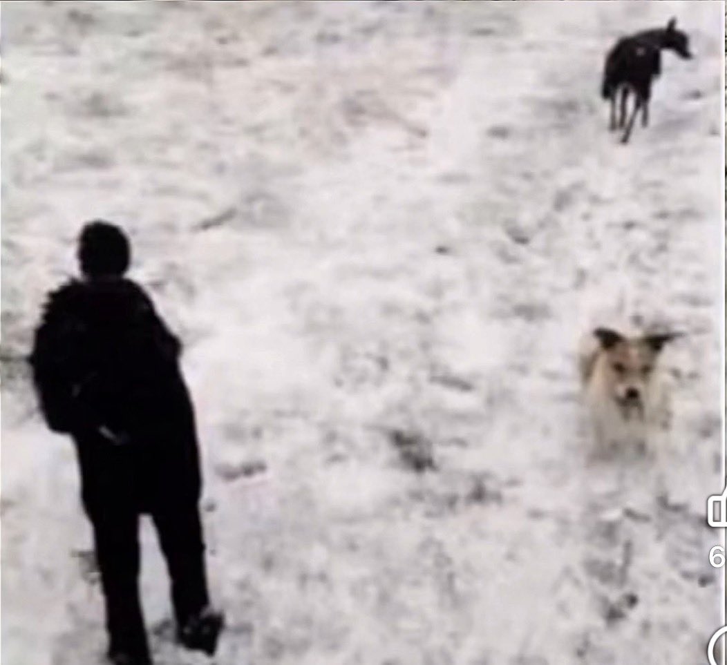 Frantz Oneal Nelson tweet media