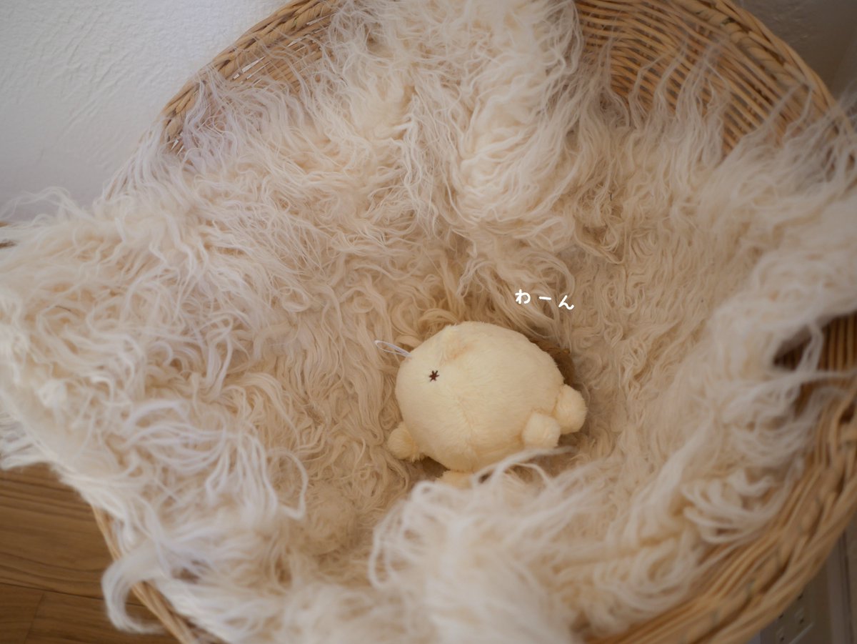 ぽむち tweet media