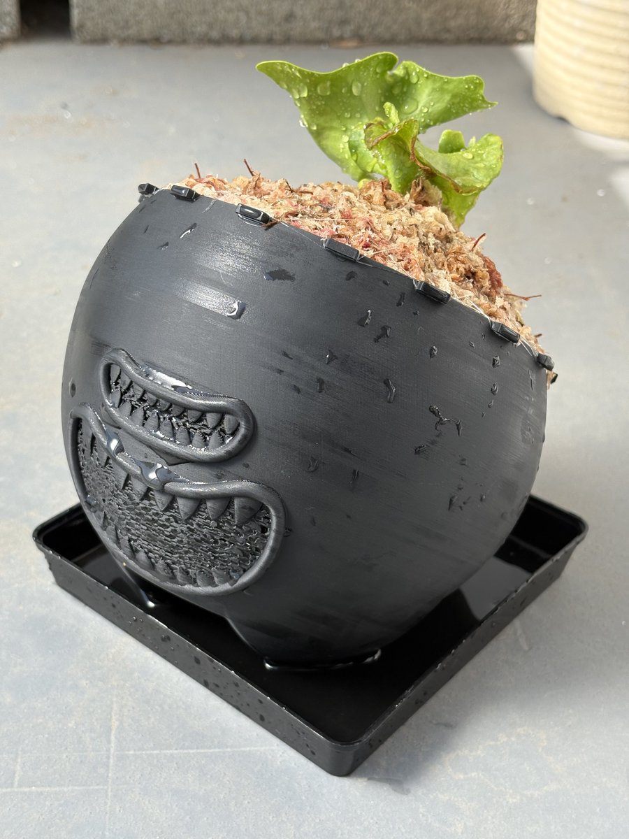 りんご🍎白鯨 tweet media