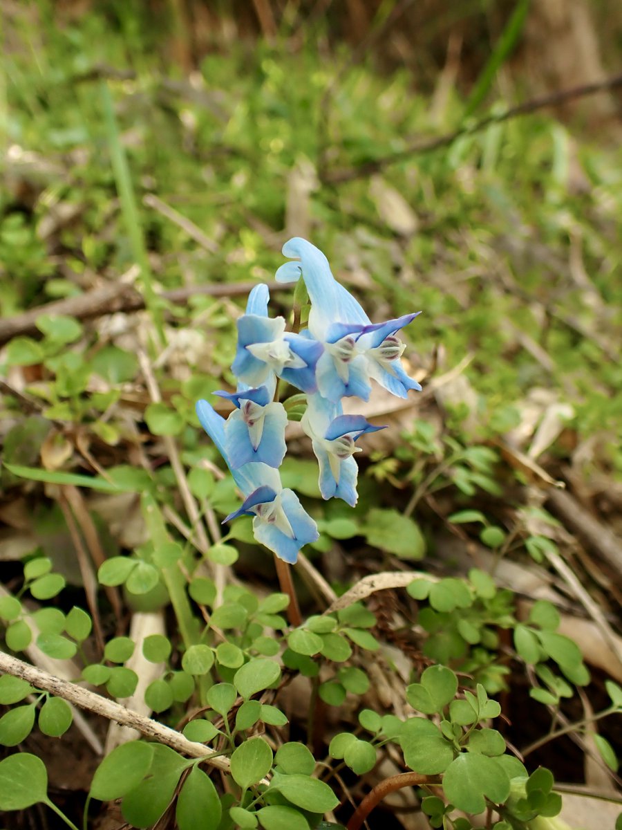 qubrc_plants's tweet photo. 九州大学に合格された皆様、おめでとうございます🎊

九州大学生物研究部植物班では、主に九州内をフィールドに植物の観察を行っております。
興味のある方はぜひご連絡ください！
入部お待ちしてます！

#春から九大 https://t.co/6NMPm27vkc