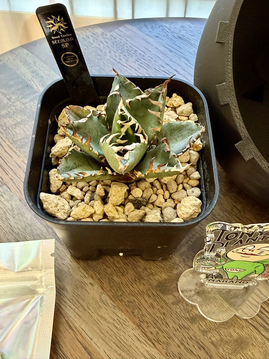 まゆみに tweet media