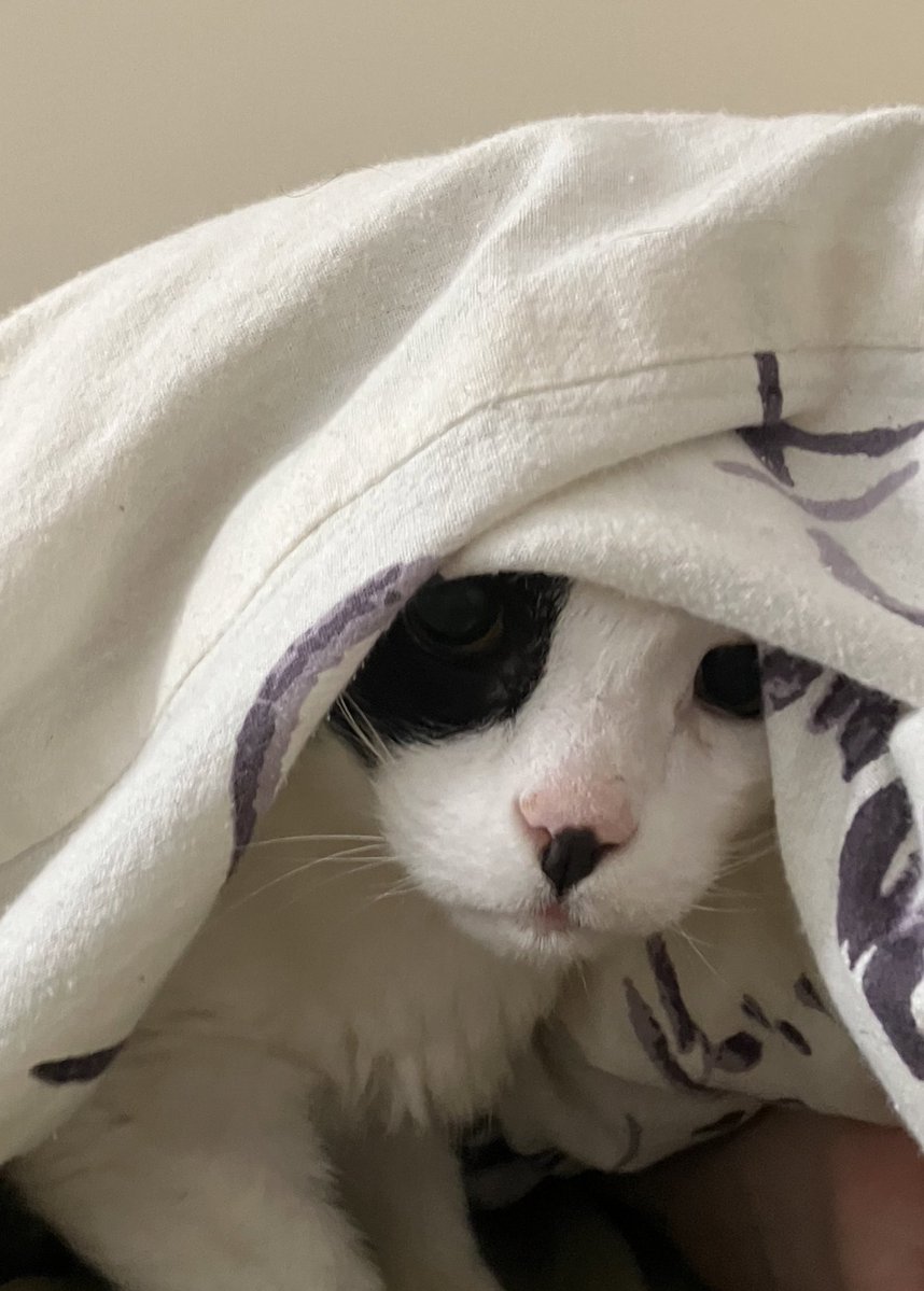 blair (abolishun type) tweet media