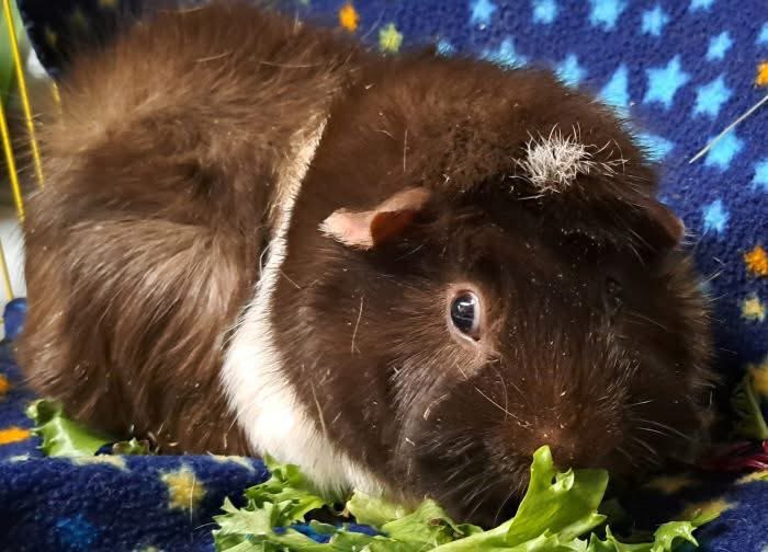 Critter Corral GPR tweet media